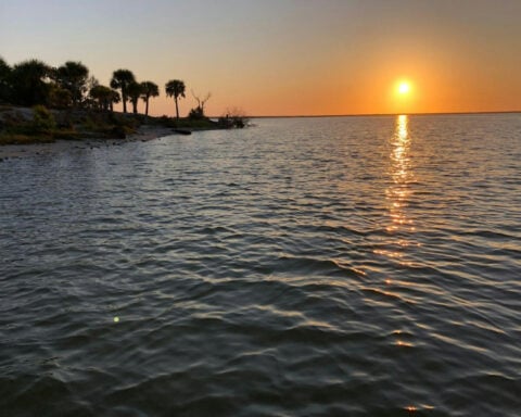 Hurricanes devastated Florida’s East Coast – then seagrass made an unexpected comeback