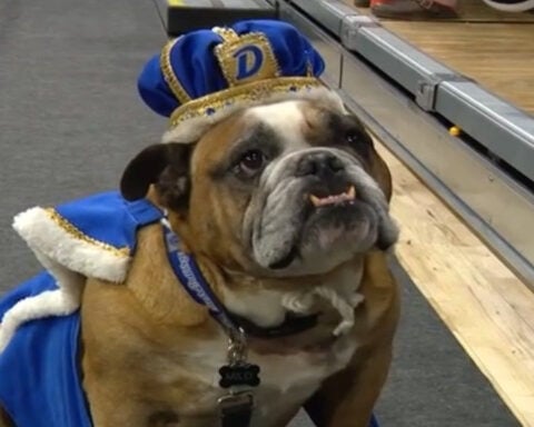 This year's winner of the Beautiful Bulldog Contest is Iowa Falls rescue pup Flora