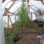 This farmer credits homemade 'Hobbit Hole' greenhouse with saving crops from freeze