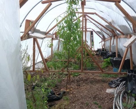 This farmer credits homemade 'Hobbit Hole' greenhouse with saving crops from freeze