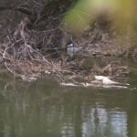 Fish struggle in Jordan River as low runoff leaves water dangerously shallow