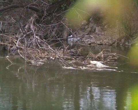 Fish struggle in Jordan River as low runoff leaves water dangerously shallow