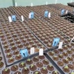 Bay Area marijuana growing business still awaiting policy changes to ease industry woes