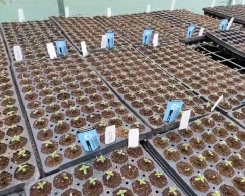 Bay Area marijuana growing business still awaiting policy changes to ease industry woes