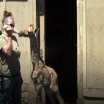 Santa Rosa's Safari West bottle‑feeds baby giraffe goat milk from Coke bottle to keep it alive
