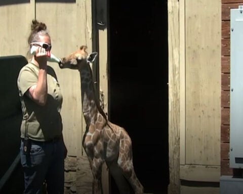 Santa Rosa's Safari West bottle‑feeds baby giraffe goat milk from Coke bottle to keep it alive
