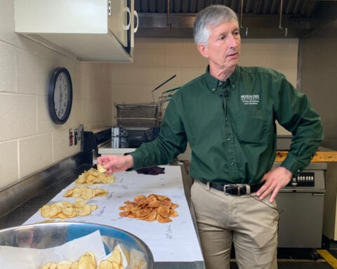 Researchers have spent decades breeding better potatoes for chips, and their work isn't done