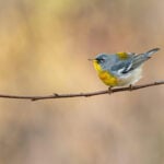 It’s a sing-off! Myth-busting about birds and sex when it comes to defending the nest