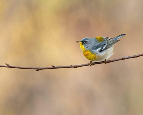 It’s a sing-off! Myth-busting about birds and sex when it comes to defending the nest