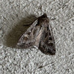 Warmer weather could impact miller moths during migration