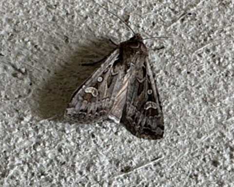 Warmer weather could impact miller moths during migration