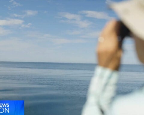 Cape Cod researcher says newly found 1949 whale recording is critical discovery: "I'm getting goosebumps"