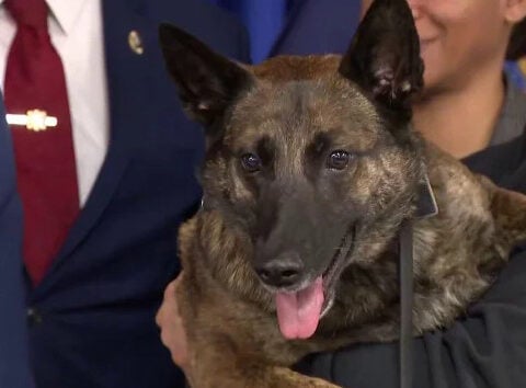 NYPD narcotics dog that ingested fentanyl on the job saved by Narcan, detective says