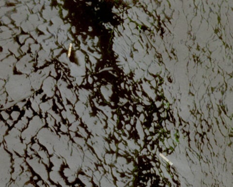 Iran seizes ships in Strait of Hormuz after US calls off renewed attacks