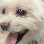 Animal hospital hosts essay contest for young, prospective veterinarians