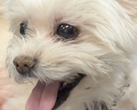 Animal hospital hosts essay contest for young, prospective veterinarians