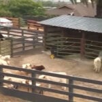 County tells Hacienda, Monterey Mini Cow Company to halt unpermitted operations