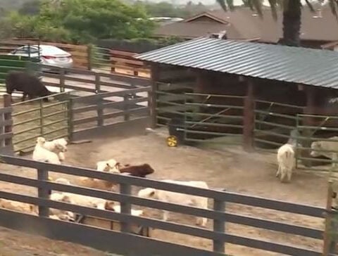 County tells Hacienda, Monterey Mini Cow Company to halt unpermitted operations