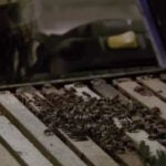 Homeowner surprised by swarm of 30,000 bees