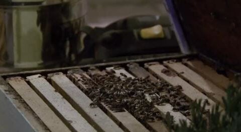 Homeowner surprised by swarm of 30,000 bees