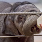 Asian elephant calf makes her public debut at DC's National Zoo