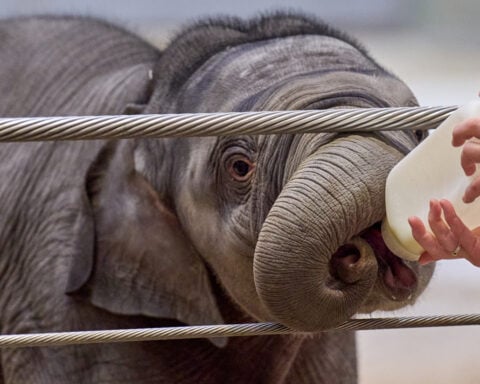 Asian elephant calf makes her public debut at DC's National Zoo