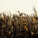 USDA to expand acreage surveys to more US farmers