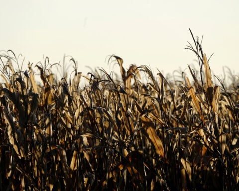 USDA to expand acreage surveys to more US farmers