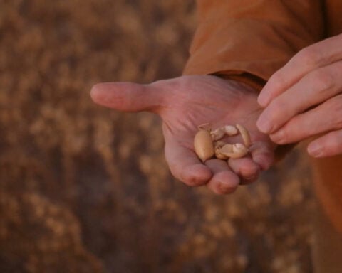 Protein-maxxing, GLP-1s have US farmers betting on peas and lentils