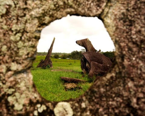 Archaeological digs in Amazon provide clues about Indigenous inhabitants before colonization