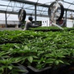 Pot firms rally after US reclassifies marijuana as less dangerous drug