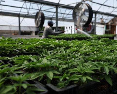 Cannabis shares retreat after initial rally on narrow scope of US rescheduling