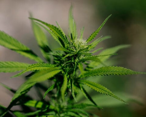 Justice Department reclassifies state-licensed medical marijuana as a less dangerous drug