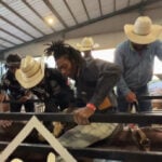 Bill Pickett Invitational shows off long tradition of Black cowboys during Georgia tour stop