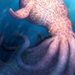A massive kraken-like octopus may have prowled the seas during the age of dinosaurs