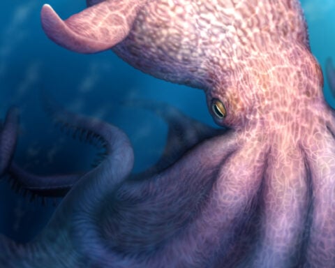 A massive kraken-like octopus may have prowled the seas during the age of dinosaurs