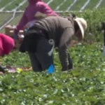 Rain and heat threaten strawberry crops