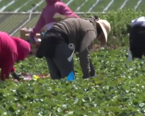 Rain and heat threaten strawberry crops