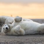 A tiny Arctic village in Alaska is trying to revive its polar-bear tourism industry