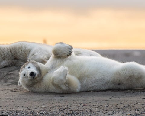 A tiny Arctic village in Alaska is trying to revive its polar bear tourism industry