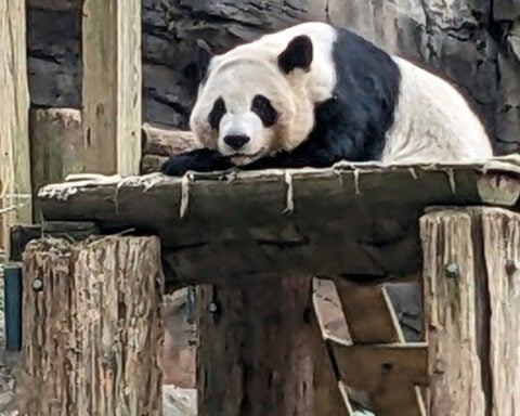 China will send giant pandas to Atlanta again