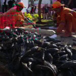 Explosion of invasive 'janitor fish' sparks mass removal operation in Indonesia's capital