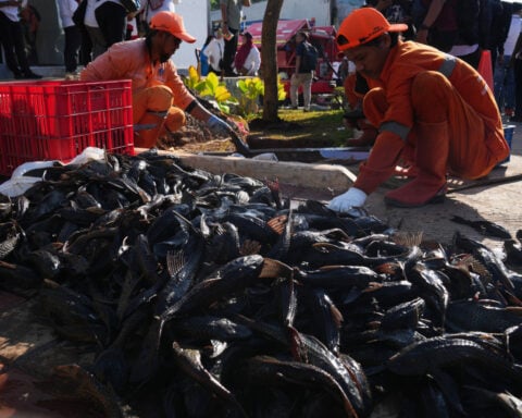 Explosion of invasive 'janitor fish' sparks mass removal operation in Indonesia's capital