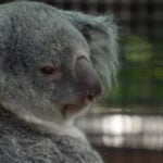 Meet the baby koala hiding in its mom’s pouch at a Florida zoo’s new Outback habitat