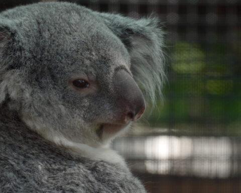 Meet the baby koala hiding in its mom’s pouch at a Florida zoo’s new Outback habitat