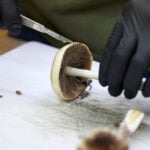 FDA plans ultra-fast review of three psychedelic drugs following Trump directive