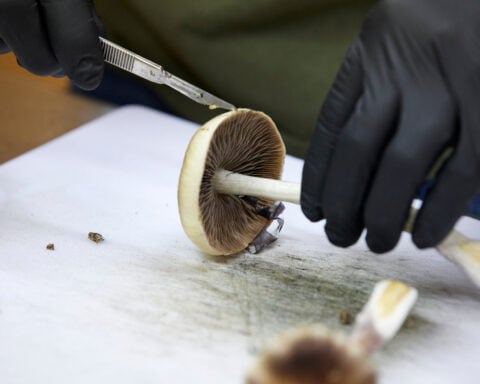 FDA plans ultra-fast review of three psychedelic drugs following Trump directive