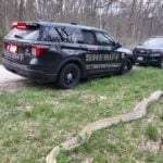 Massive dead snake found along side of Wisconsin highway