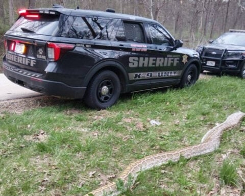 Massive dead snake found along side of Wisconsin highway
