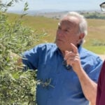 'Million-dollar tip' leads former musician to olive oil glory